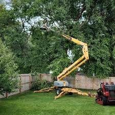 Best Tree and Shrub Care  in Sherman, TX