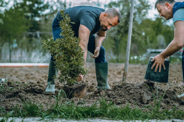 Best Fruit Tree Pruning  in Sherman, TX