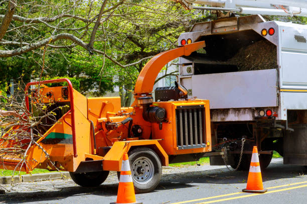 Sherman, TX Tree Services Company