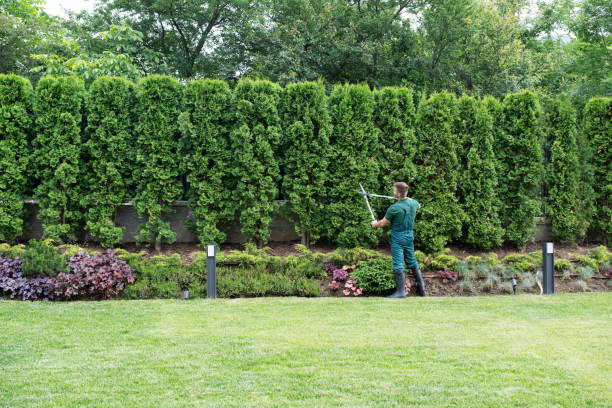 How Our Tree Care Process Works  in  Sherman, TX