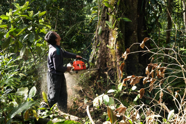 Best Commercial Tree Services  in Sherman, TX