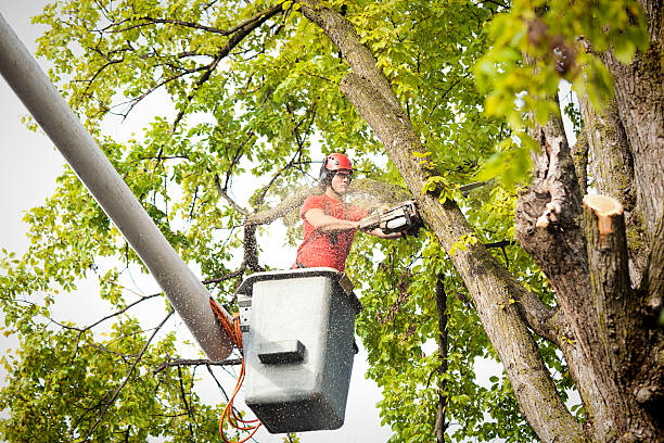 How Our Tree Care Process Works  in  Sherman, TX