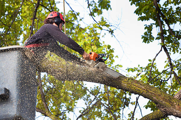 Best Firewood Processing and Delivery  in Sherman, TX