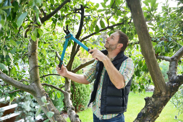 Best Tree Maintenance Programs  in Sherman, TX